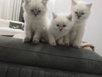 SHOW KALİTE BRİTİSH LONGHAİR
