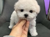 Zeki ve Sevecen Bichon Frise Yavrular