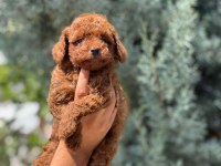 SAFKAN TOY POODLE YAVRUMUZ