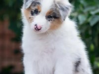 Çok iyi border collie yavruları