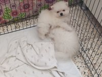 Pomeranian Boo Erkek Ve Dişi Yavrularımız