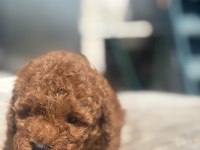 RED BROWN TOY BOY POODLE KIZIMIZ