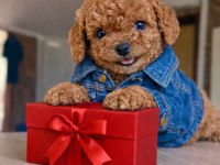 Mağazamızdan Red Brown Toypoodle