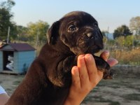 Dünya şampiyonu kan hattı cane corso