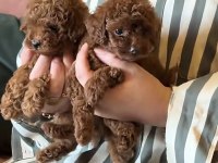 Toy Poodle Kore
