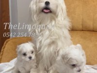 Veteriner Hekim Kontrolünde Maltese Terrier Yavruları