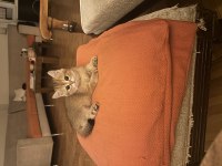 British shorthair yavruma ömürlük yuva arıyorum