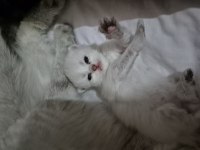 British shorthair longhair safkan yavrular