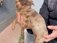 Şivava cinsi yavrularımız