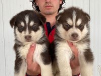 A kalite mavi gözlü husky yavrularımız