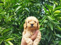 Toy poodle