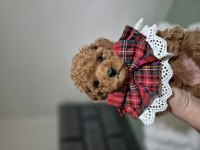Teslime hazır kore red brown poodle yavru