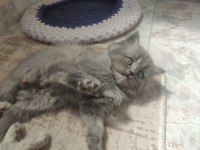 BRİTİSH YAVRU KEDİLER