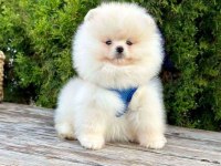 Safkan Pomeranian Boo Bebekler
