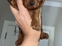 Red Brown renk Erkek dişi Toy poodle bebekler