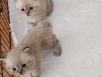 Çok tatlı 2 erkek 1 dişi yavru