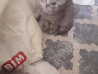 2 yavru 1 erkek 1 dişi scottish fold