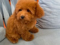 RED BROWN GARANTİLİ TOY POODLE