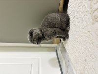 Scottish Fold 2 Aylık