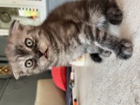 Yeni aile üyeleri aranıyor minik kedilere
