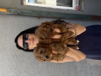 Maltipoo yavrularım sağlık ve ırk garantilidir
