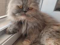 Persian Kızıma güzel bakabilecek bir aile arıyorum