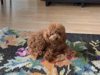 Ailelere Uygun Toy Poodle Yavrular