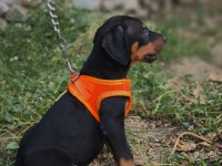 EUROPAN TYPE DOBERMAN YAVRULAR