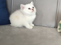 Maviş british shorthair prenses