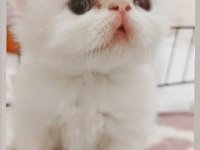 Biz büyüdük Anne babamızı arıyoruz exotic shorthair