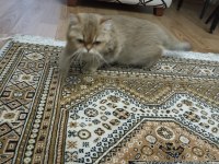 Scottish straight sarı kız