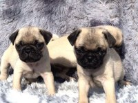 Pug Yavrularımız