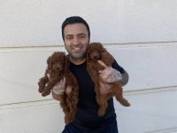 Ret Brown Toy Poodle Yavrular Her İle Gönderilir