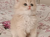 Çikolata Golden Safkan British Longhair