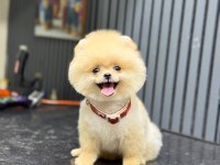 Sağlık ve ırk garantili Pomeranian Boo Yavru