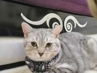 5 Aylık British Shorthair
