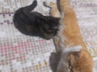6 temmuz doğumlu exotic shorthair ve annesi