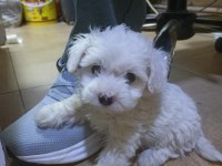 Orijinal Maltese Terrier Yavrularımız