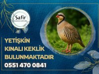 YETİŞKİN KINALI KEKLİK