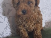 Bu poodle güzellik kaçmaz
