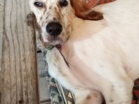 Beyaz Sarı Benekli Kuşcu Av Köpeği 4 Aylık