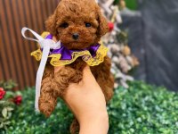 SAĞLIKLI EĞİTİMLİ POODLE YAVRUM