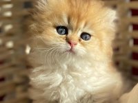 British longhair Ny11-Ny25