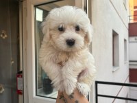 Terrier maltese