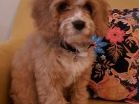 Sevimli maltipoo yavrusu yuva arıyor