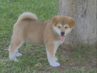 1.5 Aylık Dişi SCR'li Japon Akita Inu