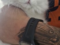 Pamuk Gibi Beyaz British Longhair Yavrumuz