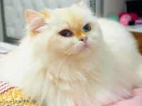 Golden point british longhair