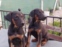 Doberman Yavruları 60 günlük dişi