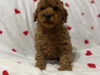 Toy poodle red brown yavrularımız